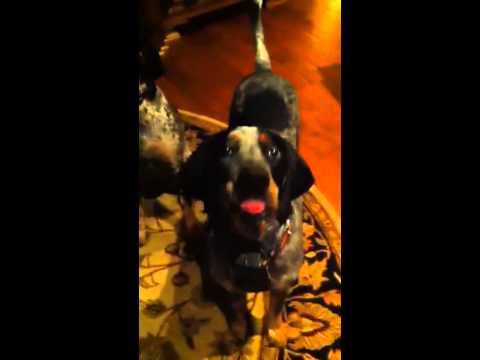 Bluetick coon dogs