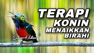 TERAPI KONIN GACOR FULL ISIAN COCOK UNTUK MENAIKKAN EMOSI BIRAHI KOLIBRI NINJA AGAR CEPAT GACOR