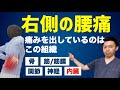 右腰に痛みを出す骨、関節、筋肉、内臓