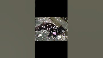 ﴿وَنُفِخَ فِي الصُّورِ فَجَمَعْنَاهُمْ جَمْعًا﴾[سورة الكهف:99]عبدالرحمن مسعد.🎀 #أجر_لي_ولكم