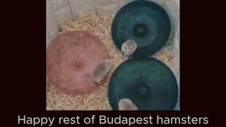 Happy rest of Budapest hamsters. Хомячий кайф