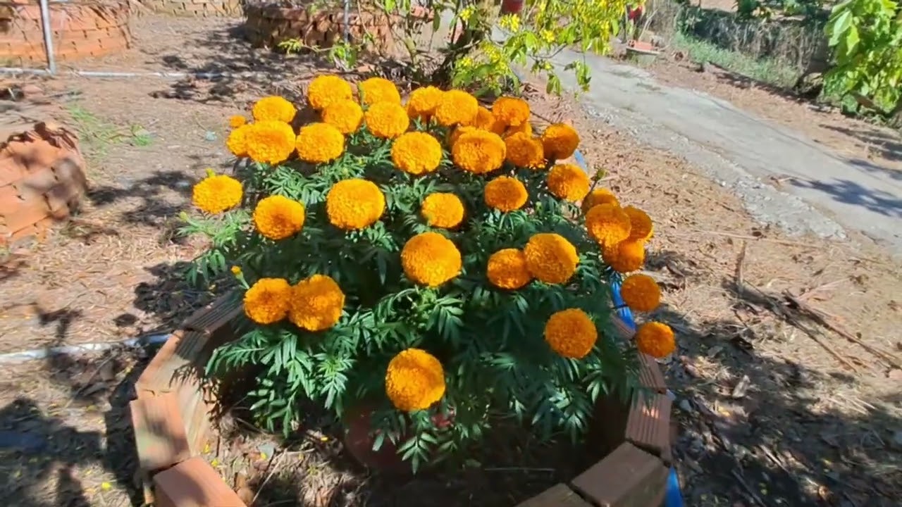 Nhân dịp xuân Bính Ngọ 2026 sắp đến kính chúc cả nhà AN KHANG THỊNH VƯỢNG_VẠN SỰ NHƯ Ý...!