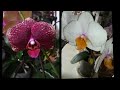 Цитокениновые детки #phalaenopsis EYE CATCHER и АЗИАТСКИЙ ДРАКОН. ❣️❤️👍😍#orhids #flores #фаленопсис