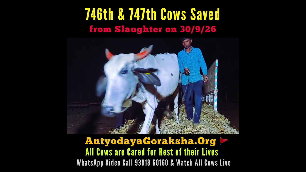 [30 Sept 2026] Two Cows Saved 🎉