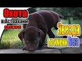 Охота в Астрахани с легавыми собаками. Курцхаар ВЕГА | Hunting in Astrakhan