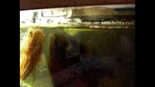 Worf the oscar jumps out of the water and bites my finger!