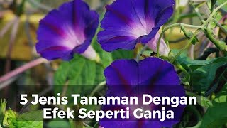 Awas! Inilah 5 Tanaman Yang Memiliki Efek Samping Seperti Ganja.