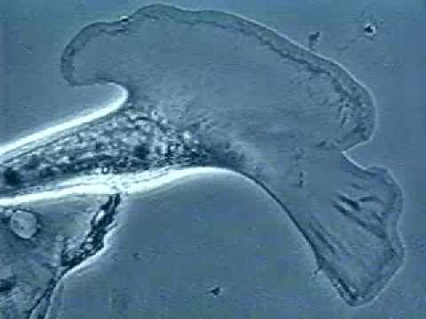 الخلايا الليفية تحت المجهر