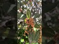 Santa Cruz Island oak (quercus parvula) sb parvula, #oaks #oak #oaktree #oaktrees