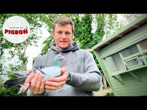 Video: Norfolk Pine Propagation – Lær om å reprodusere Norfolk Island Pine Planter