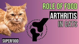 Arthritis in CATS  -  The Role of Food by Superfoods for CATS 53 views 1 month ago 11 minutes, 37 seconds
