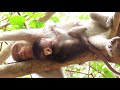 OMG Heartbreaking: Baby Monkey Falling Down from top of Tree | See Another Video Soon