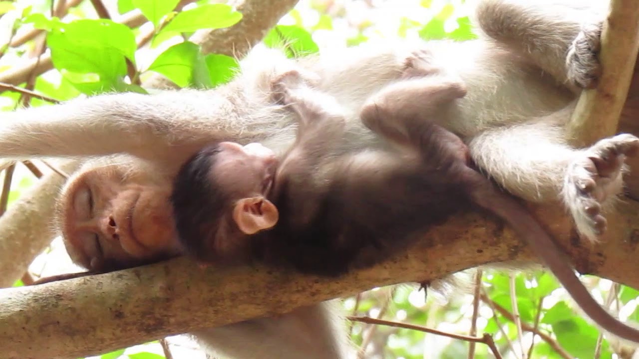 OMG Heartbreaking Baby Monkey Falling Down from top of Tree See