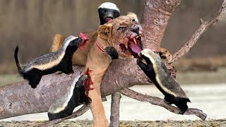 Incredible! The Cruel Lion Receives Disgraceful Defeat in the Fight With the Little Honey Badger