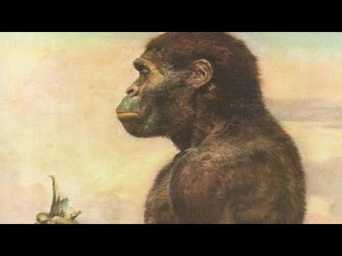 오스트랄로 피테쿠스 진화
