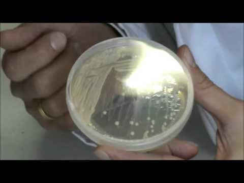 Vídeo: La Eficiencia De Producción Del Péptido Bacteriano No Ribosómico Indigoidina Se Basa En El Estado Metabólico Respiratorio En S. Cerevisiae