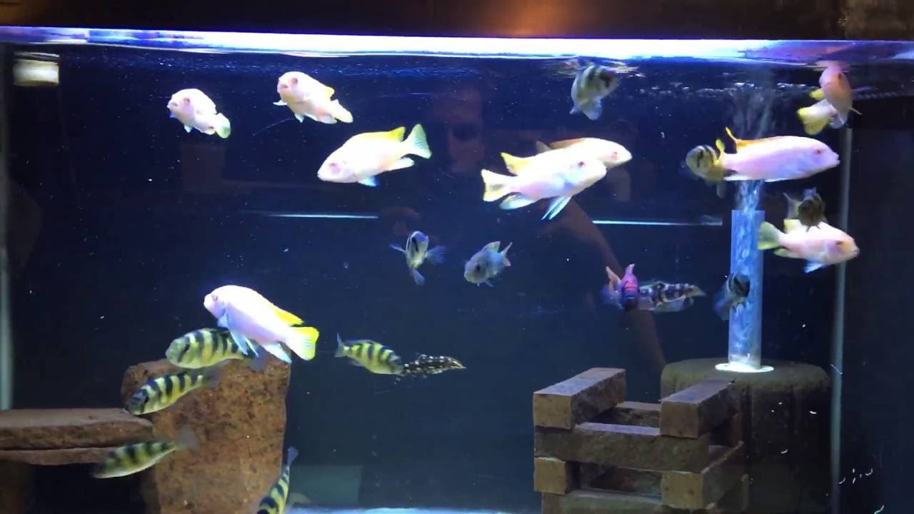 camera iphone 8 plus apk African Cichlid Mbuna Tank