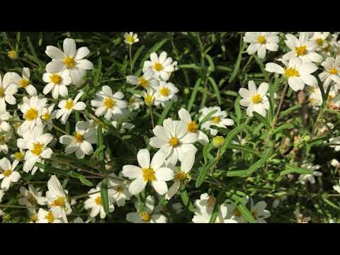 ቪዲዮ: Blackfoot Daisy የሚበቅል መስፈርቶች - የብላክፉት ዴዚ እንክብካቤ መመሪያ