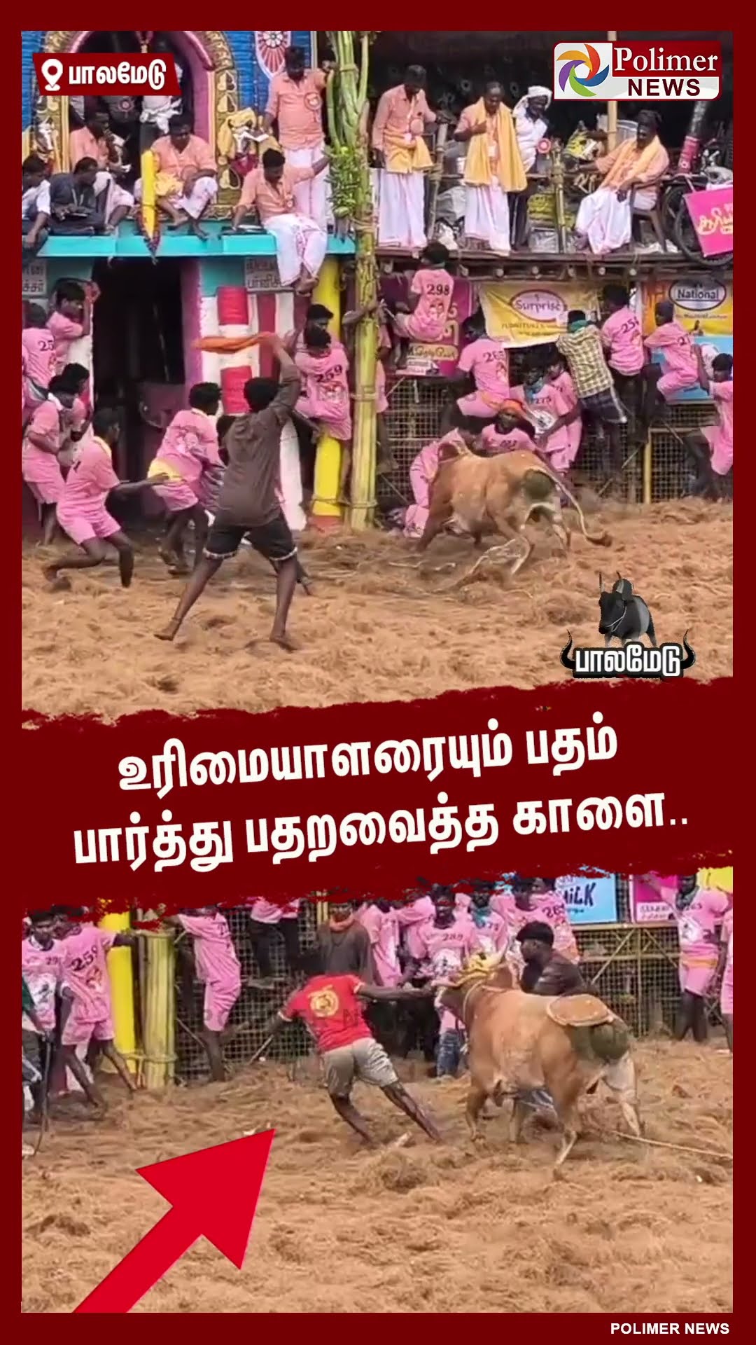 உரிமையாளரையும் பதம் பார்த்து பதறவைத்த காளை..#shorst | #palamedujallikattu