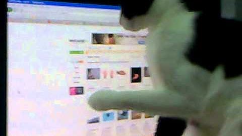 cute cat chases mouse cursor