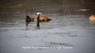 Egret on piggyback on Sambar Deer! Both enjoying respective meals as they cool down at Ranthambore!