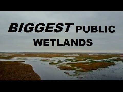 Duck Hunting the LARGEST Public Wetlands in the U.S.!