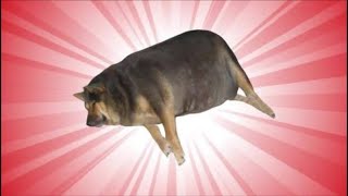 shitpostatus and memes compilations v100