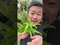 198円で買ったネフロレピスを無機質用土に植え替えてみた(ショートだけどロング)