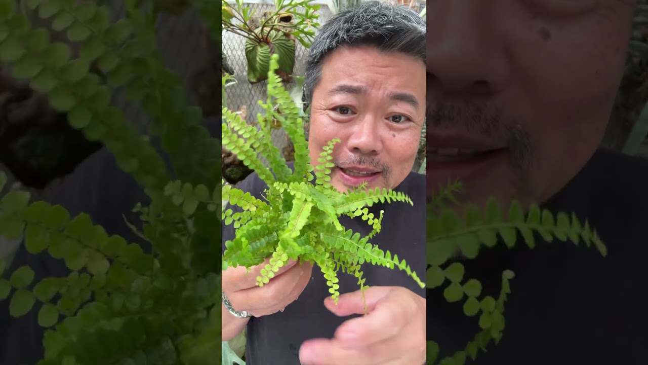 I repotted the Nephrolepis I bought for 198 yen into inorganic