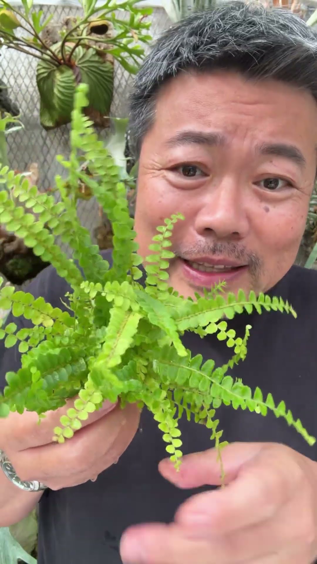 I repotted the Nephrolepis I bought for 198 yen into inorganic