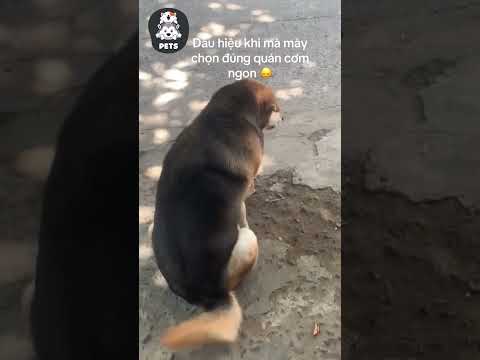 Cách nhận biết quán cơm ngon 😂 #shorts #pets mới 2023 Cách nhận biết quán cơm ngon 😂 #shorts #pets mới 2023