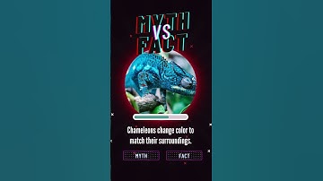 Do Chameleons Really Change Color to Match Their Surroundings? 🦎🎨