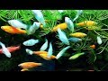 Супер аквариумные рыбки