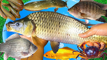 Con Gì Đây - Cá Chép, Cá Quả, Cá Vàng, Cá Rô Đồng, Cá Trê, Các Loại Cá Sông  - Động vật dễ thương