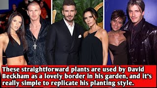 These straightforward plants are used by David Beckham as a lovely border in his garden, and it's..