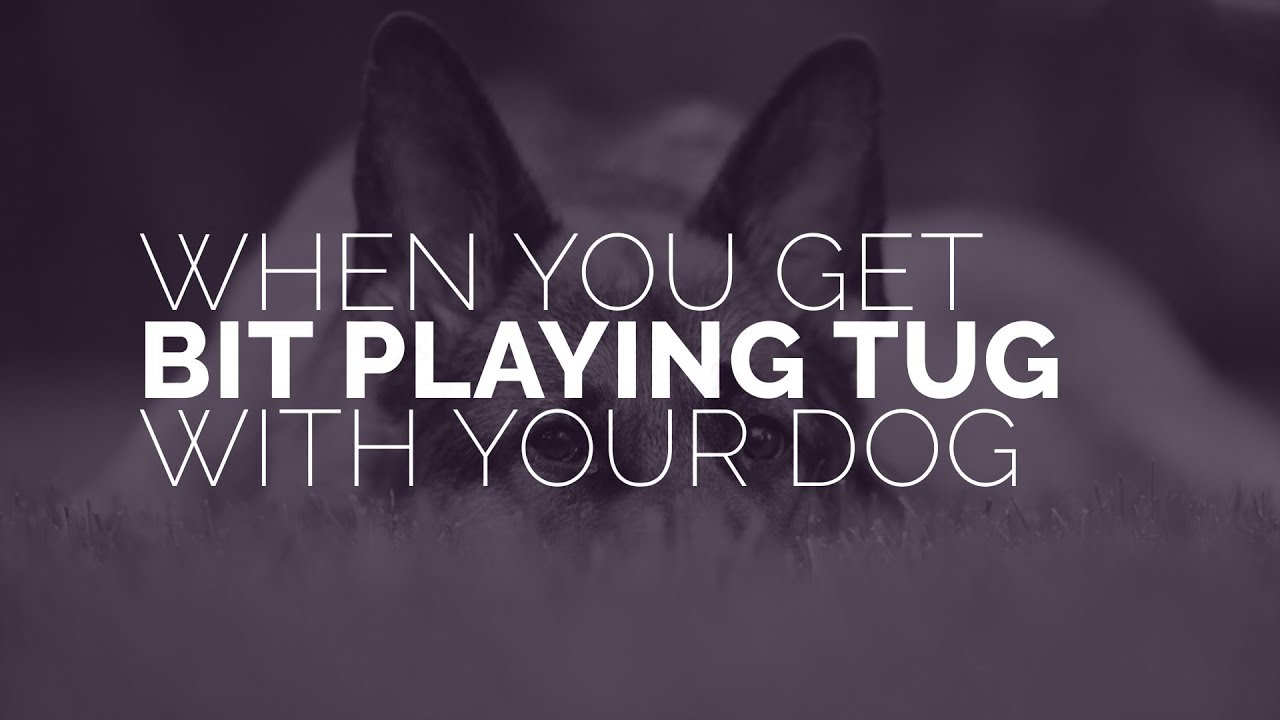 puppy paradise When You Get Bit Playing Tug with Your Dog - Michael Ellis
