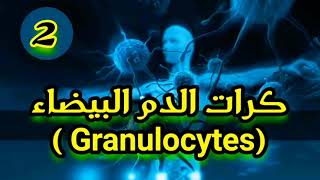 أساسيات المناعه (2) - الاستجابة المناعيه لكرات الدم البيضاء(Granulocytes)