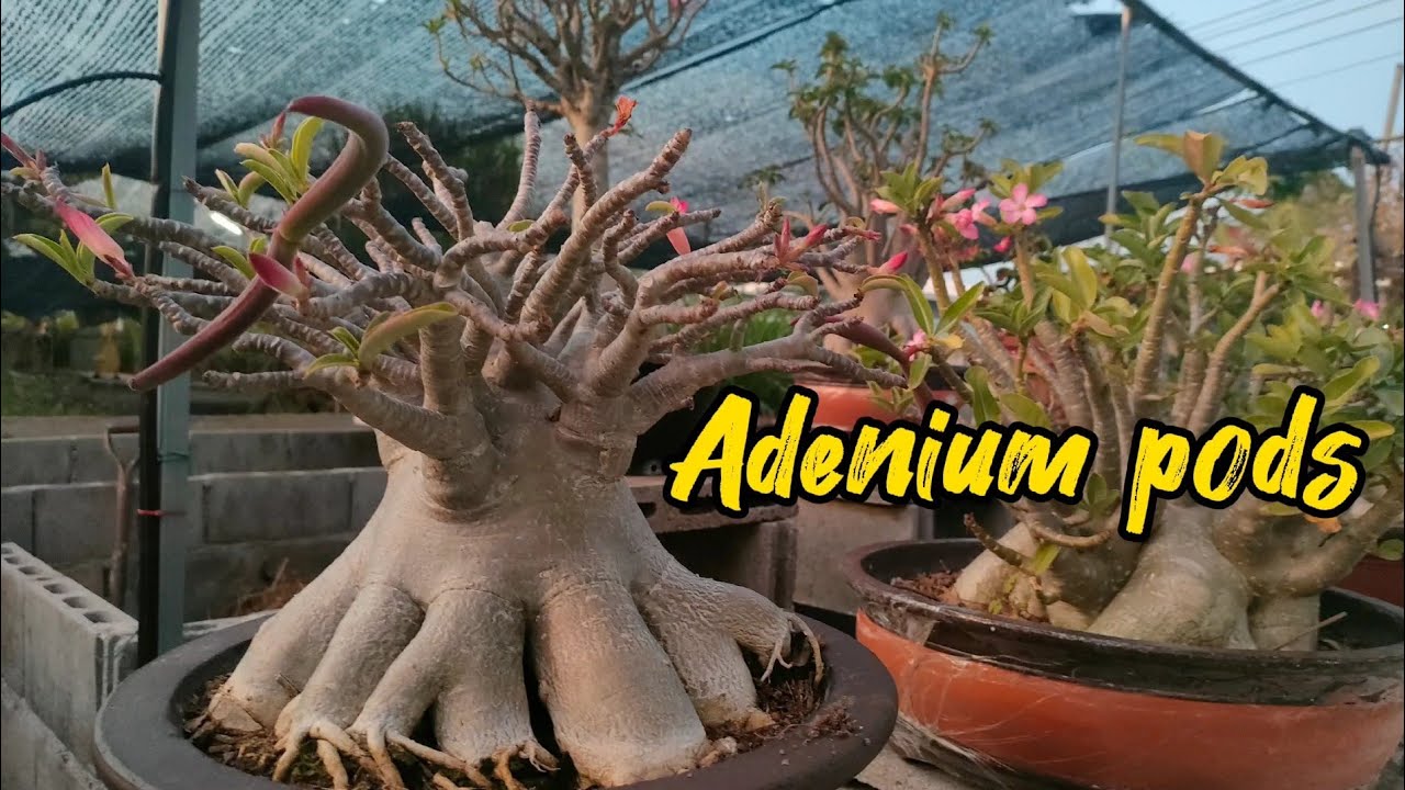 สวัสดียามเย็นครับ พามาอัปเดตฝักชวนชมว่าติดกี่ฝัก - Adenium pods. - YouTube