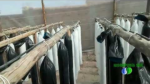 Hidroponía vertical en fresas (MANGAS) - PERÚ