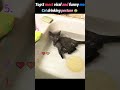 Cat drinking posture#fyp #viral #best #video #cringe #like#viral #best #video