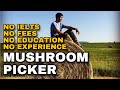 MUSHROOM PICKER NEEDED in CANADA | NO IELTS | NO FEES |NO EDUCATION | NO WORK EXPERIENCE