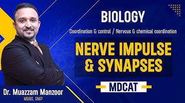 28. Biology | Coordination & control | Nerve Impulse and Synapses - 5.3 | MDCAT 2025