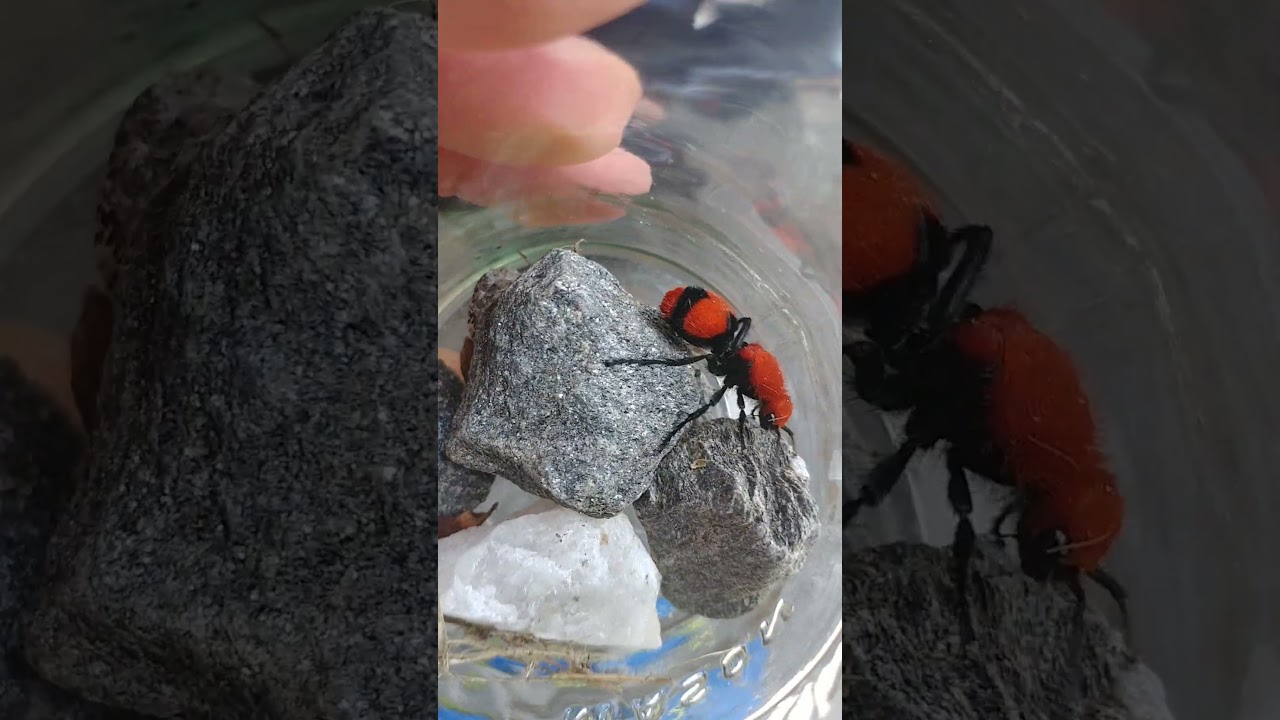 Red Velvet Ant aka the Cow Killer!