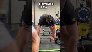 Puppy Interrupts Lift