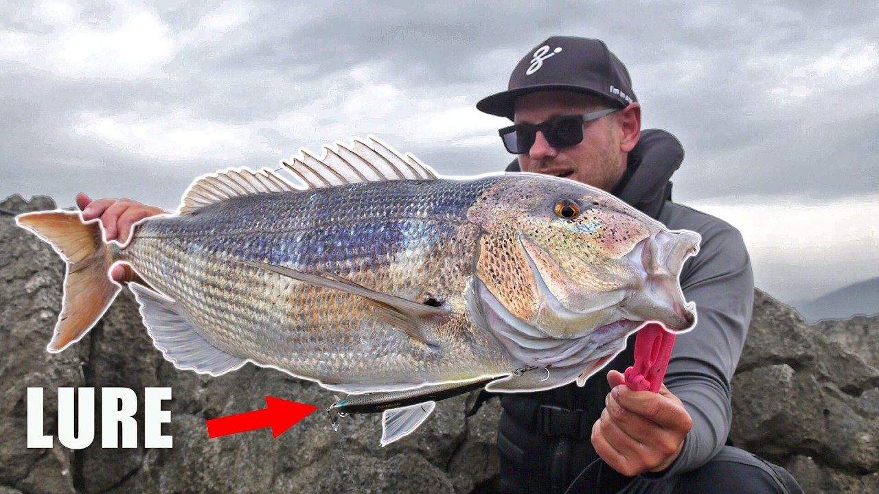 dentex fishing lures Nomad Design Heavy Duty DTX Minnow 220 Sinking first time every time The BEST Lure!!! DENTEX Shore