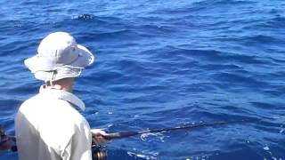 Barracuda or wahoo following a tuna