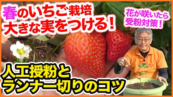 イチゴの育て方 日常管理 植え付け 約100日後 受粉の方法 Youtube イチゴの育て方 日常管理 植え付け 約100日後 受粉の方法 Youtube