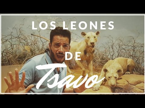 Los LEONES DE TSAVO: Documental Museo de Chicago. - YouTube