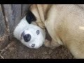 YOU WON'T BE ABLE TO STOP LAUGHING because of these DOGS! Funny and cute DOG compilation