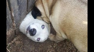 YOU WON'T BE ABLE TO STOP LAUGHING because of these DOGS! Funny and cute DOG compilation